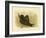 Fleshy-Footed Petrel, 1891-Gracius Broinowski-Framed Giclee Print