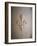 Fleur-de-lis Carved on Stone-null-Framed Photographic Print