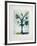 Fleur de mai-Jean-marie Guiny-Framed Limited Edition