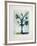 Fleur de mai-Jean-marie Guiny-Framed Limited Edition