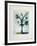 Fleur de mai-Jean-marie Guiny-Framed Limited Edition