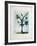 Fleur de mai-Jean-marie Guiny-Framed Limited Edition