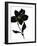 Fleur de Nuit I - Luxe-Sandra Jacobs-Framed Giclee Print