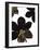 Fleur de Nuit II - Luxe-Sandra Jacobs-Framed Giclee Print
