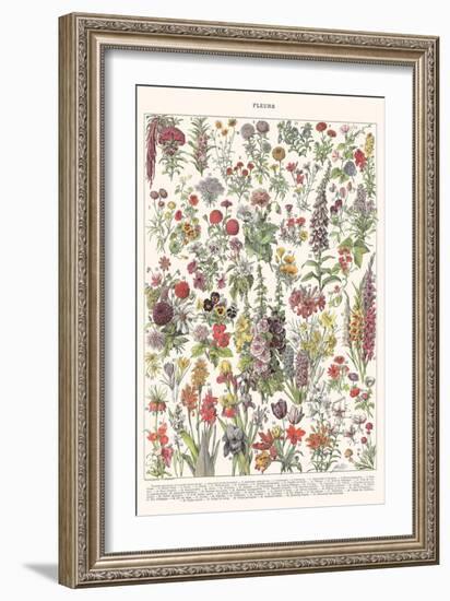 Fleur I - ASTER Edition, 2023 (Digital)-Florent Bodart-Framed Giclee Print