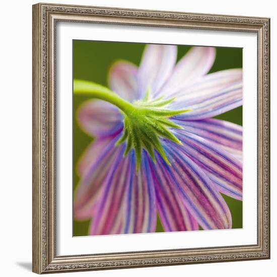 Fleur II-Joseph Eta-Framed Giclee Print