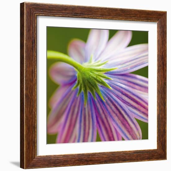 Fleur II-Joseph Eta-Framed Giclee Print