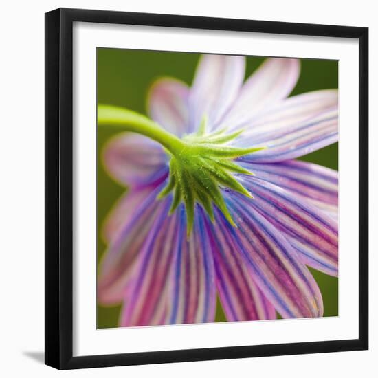 Fleur II-Joseph Eta-Framed Giclee Print