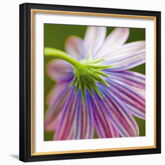 Fleur II-Joseph Eta-Framed Giclee Print