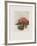 Fleurs d'ailleurs-Annapia Antonini-Framed Limited Edition