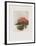 Fleurs d'ailleurs-Annapia Antonini-Framed Limited Edition