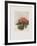 Fleurs d'ailleurs-Annapia Antonini-Framed Limited Edition