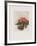 Fleurs d'ailleurs-Annapia Antonini-Framed Limited Edition