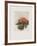 Fleurs d'ailleurs-Annapia Antonini-Framed Limited Edition