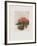 Fleurs d'ailleurs-Annapia Antonini-Framed Limited Edition