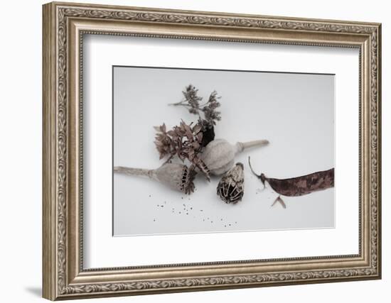 Fleurs de pavot séchées.-Angela Marsh-Framed Photographic Print