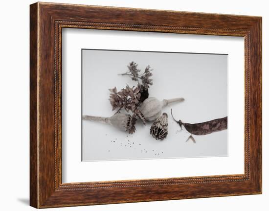 Fleurs de pavot séchées.-Angela Marsh-Framed Photographic Print