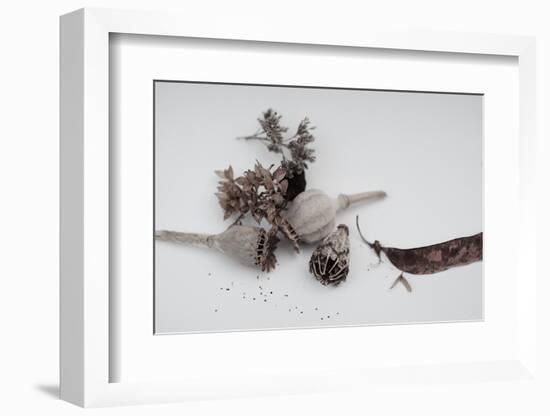 Fleurs de pavot séchées.-Angela Marsh-Framed Photographic Print