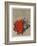 Fleurs rouges-Yannick Ballif-Framed Collectable Print