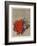 Fleurs rouges-Yannick Ballif-Framed Collectable Print