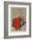 Fleurs rouges-Yannick Ballif-Framed Collectable Print