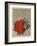 Fleurs rouges-Yannick Ballif-Framed Collectable Print