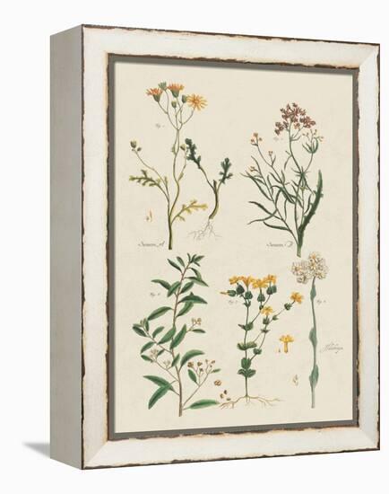 Fleurs Sauvages I-Maria Mendez-Framed Stretched Canvas