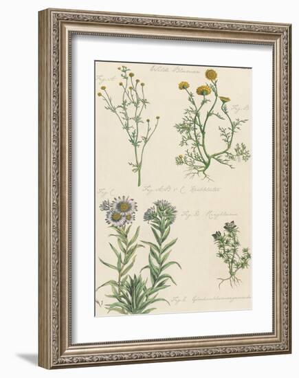 Fleurs Sauvages II-Maria Mendez-Framed Giclee Print