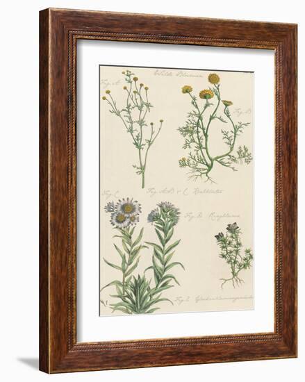 Fleurs Sauvages II-Maria Mendez-Framed Giclee Print