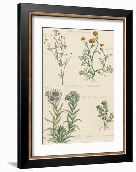 Fleurs Sauvages II-Maria Mendez-Framed Giclee Print