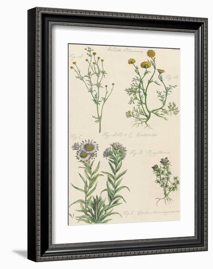 Fleurs Sauvages II-Maria Mendez-Framed Giclee Print