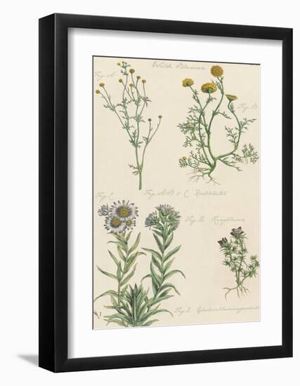 Fleurs Sauvages II-Maria Mendez-Framed Giclee Print