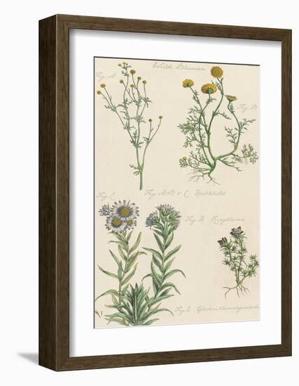 Fleurs Sauvages II-Maria Mendez-Framed Giclee Print