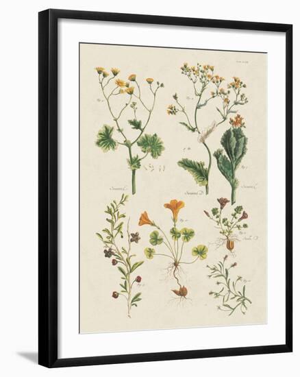 Fleurs Sauvages III-Maria Mendez-Framed Giclee Print