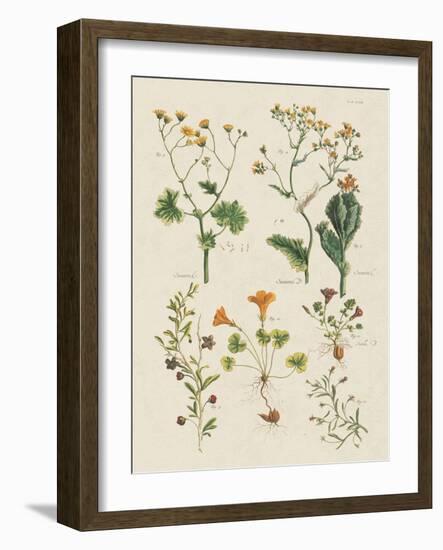 Fleurs Sauvages III-Maria Mendez-Framed Art Print