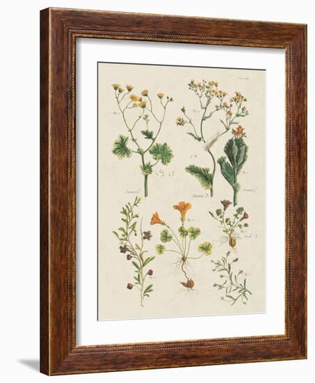 Fleurs Sauvages III-Maria Mendez-Framed Art Print