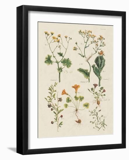 Fleurs Sauvages III-Maria Mendez-Framed Art Print