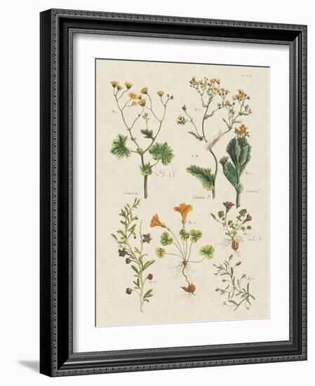 Fleurs Sauvages III-Maria Mendez-Framed Art Print