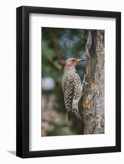 Flicker-Gary Carter-Framed Photographic Print