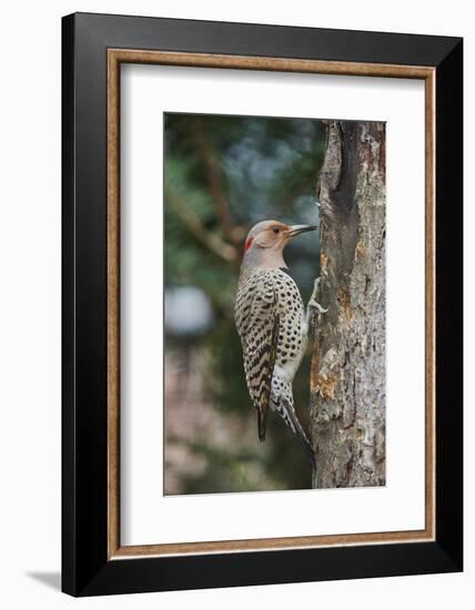 Flicker-Gary Carter-Framed Photographic Print