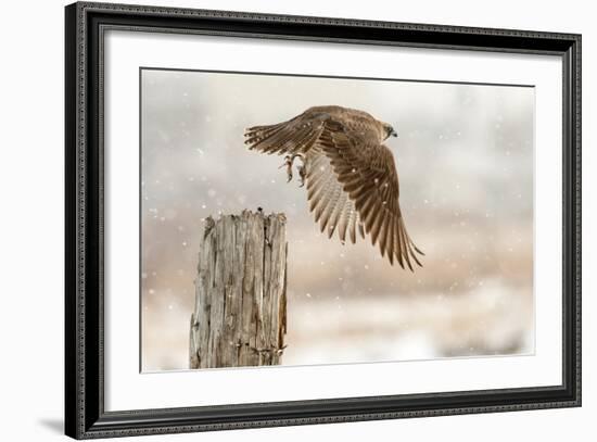 Flight Against the Snowstorm-Osamu Asami-Framed Photographic Print