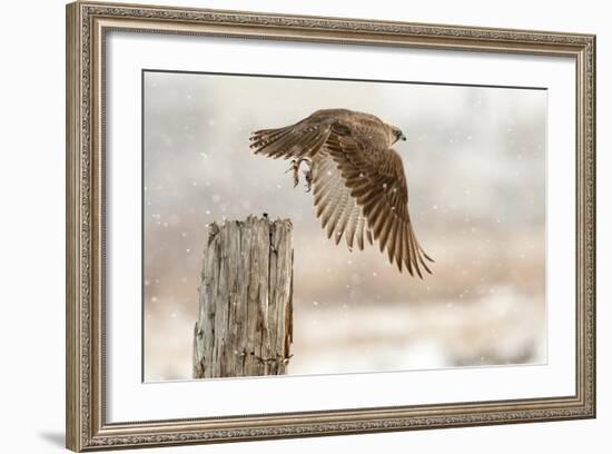 Flight Against the Snowstorm-Osamu Asami-Framed Photographic Print