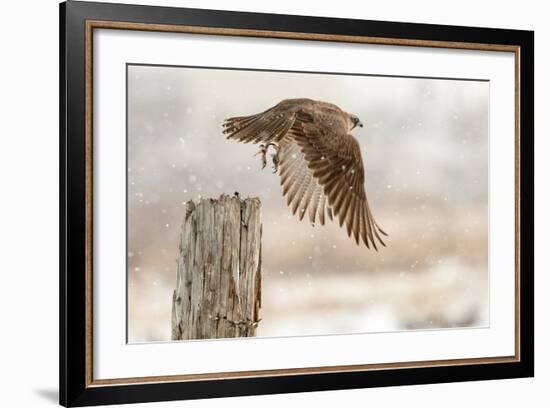 Flight Against the Snowstorm-Osamu Asami-Framed Photographic Print