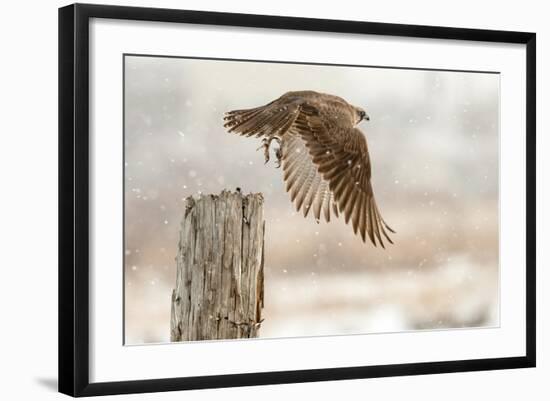 Flight Against the Snowstorm-Osamu Asami-Framed Photographic Print