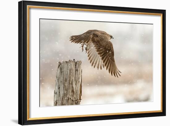 Flight Against the Snowstorm-Osamu Asami-Framed Photographic Print