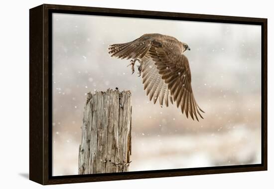 Flight Against the Snowstorm-Osamu Asami-Framed Premier Image Canvas