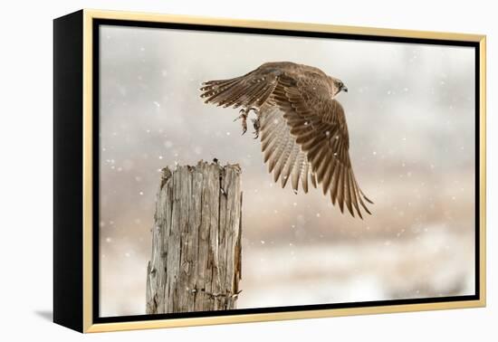 Flight Against the Snowstorm-Osamu Asami-Framed Premier Image Canvas