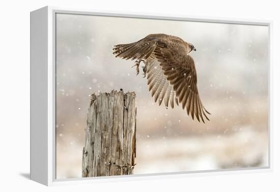 Flight Against the Snowstorm-Osamu Asami-Framed Premier Image Canvas
