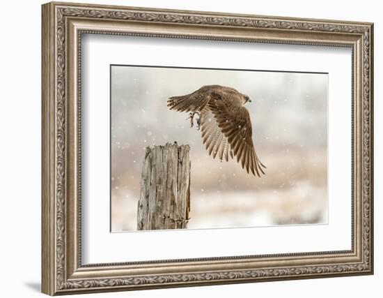 Flight Against the Snowstorm-Osamu Asami-Framed Photographic Print