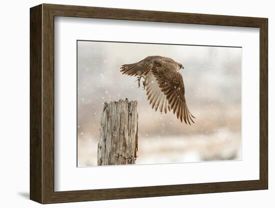 Flight Against the Snowstorm-Osamu Asami-Framed Photographic Print